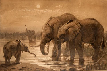 Afrikanische Elefanten